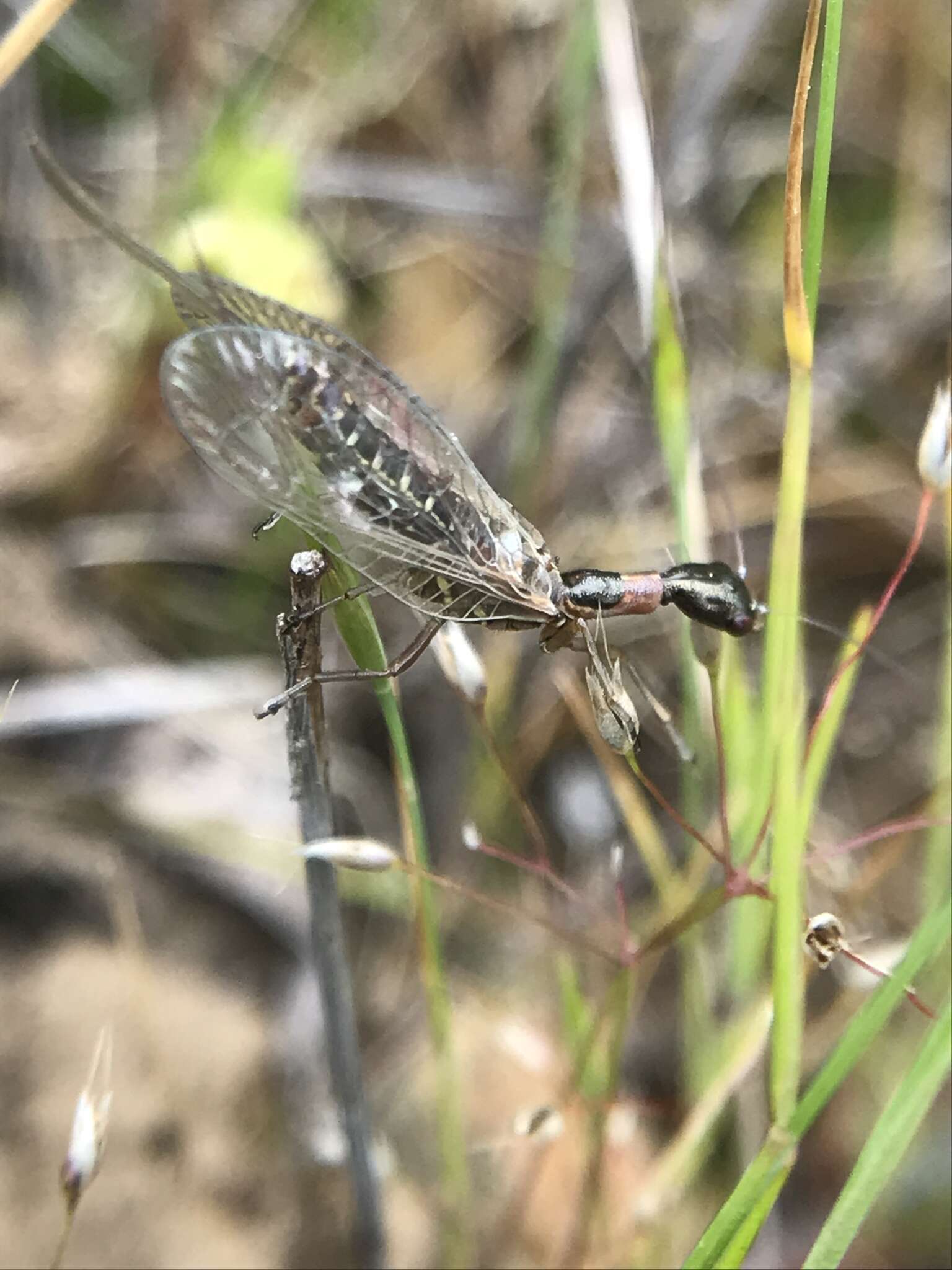 Image of Snakefly