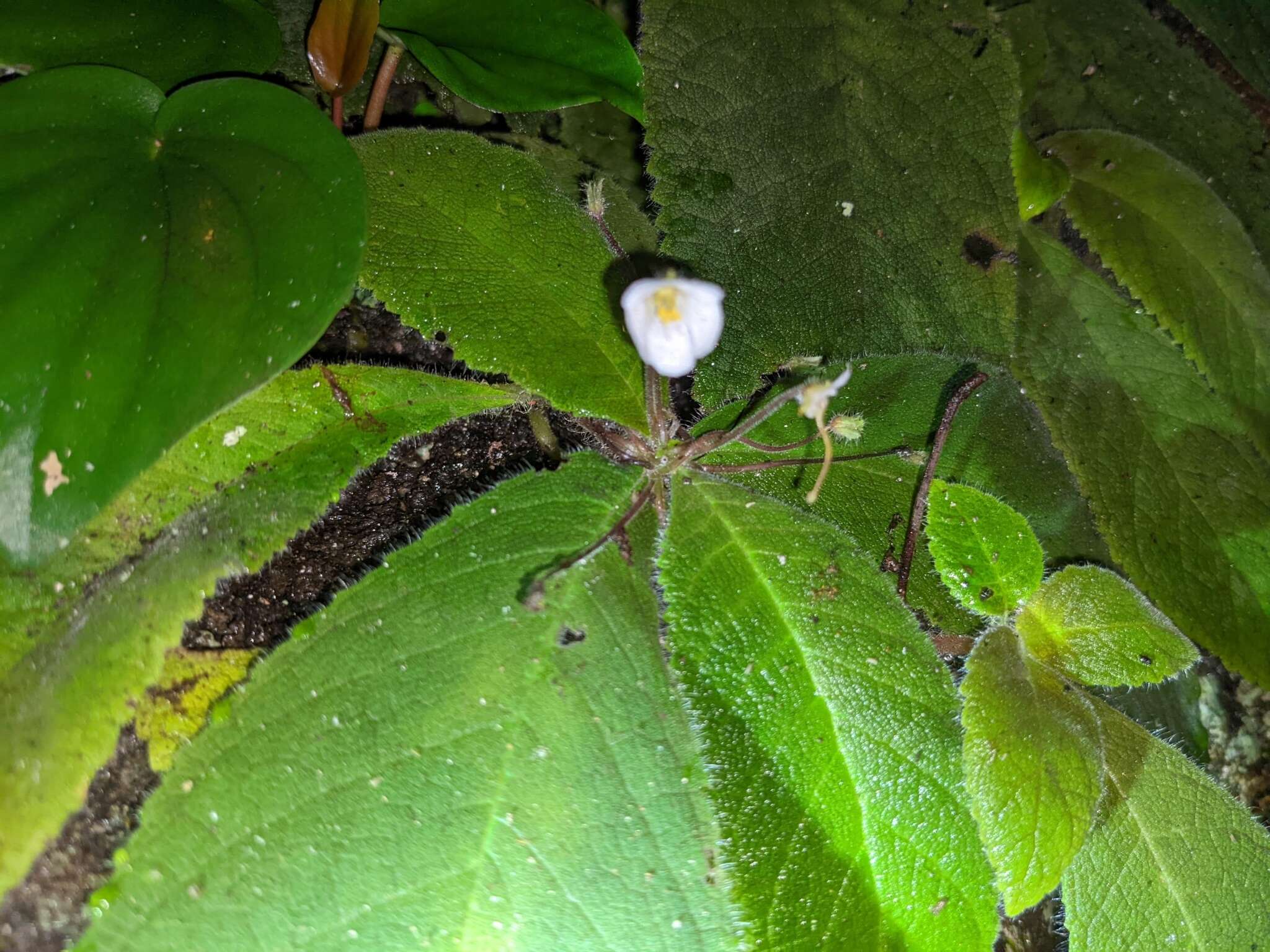 Image of Amalophyllon macrophyllum (Wiehler) Boggan, L. E. Skog & Roalson