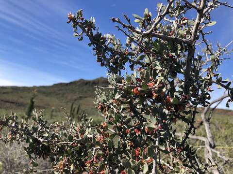 Plancia ëd Schoepfia californica T. S. Brandeg.