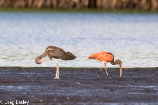 Image of Scarlet Ibis