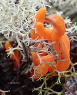 Image of Clavulinopsis luteoalba (Rea) Corner 1950