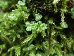 Image of plagiomnium moss