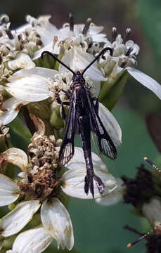 Image of Carmenta albociliata Engelhardt 1925