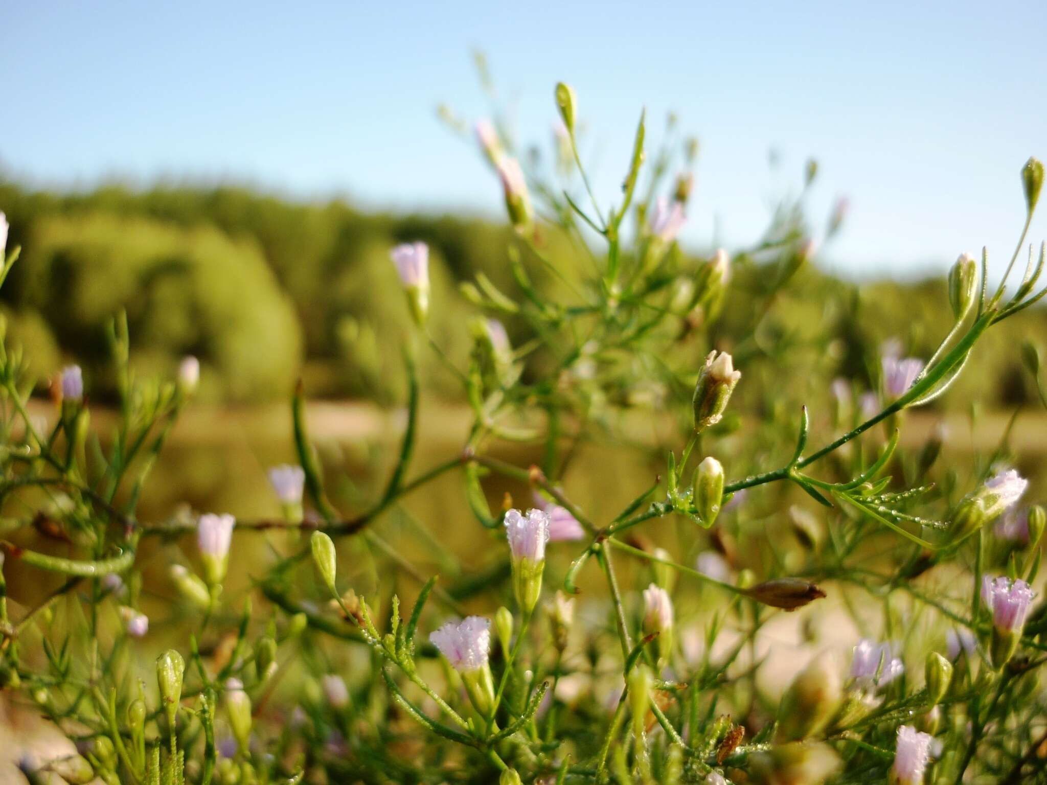 Image of Russian vine