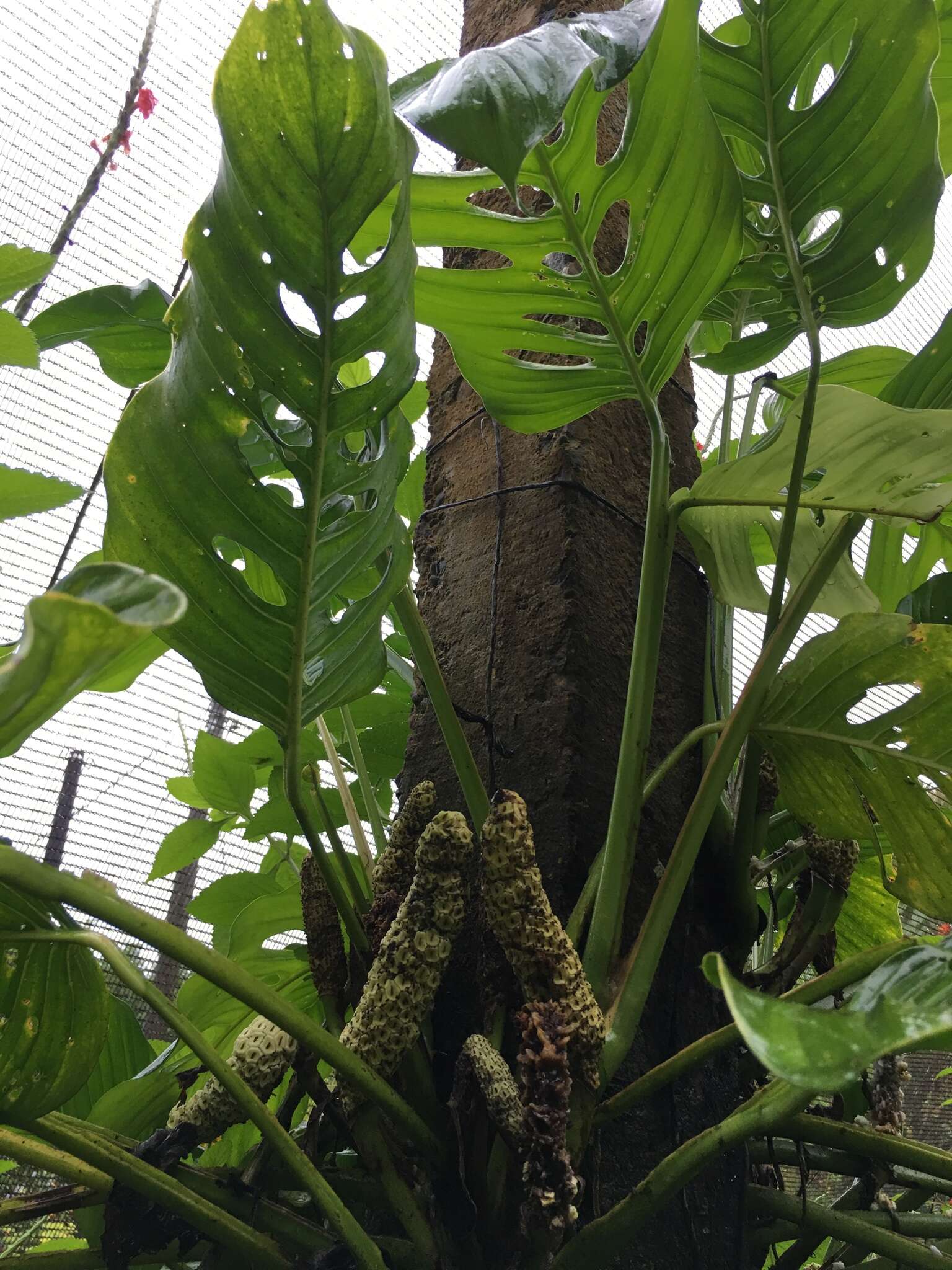 Image of Adanson's monstera