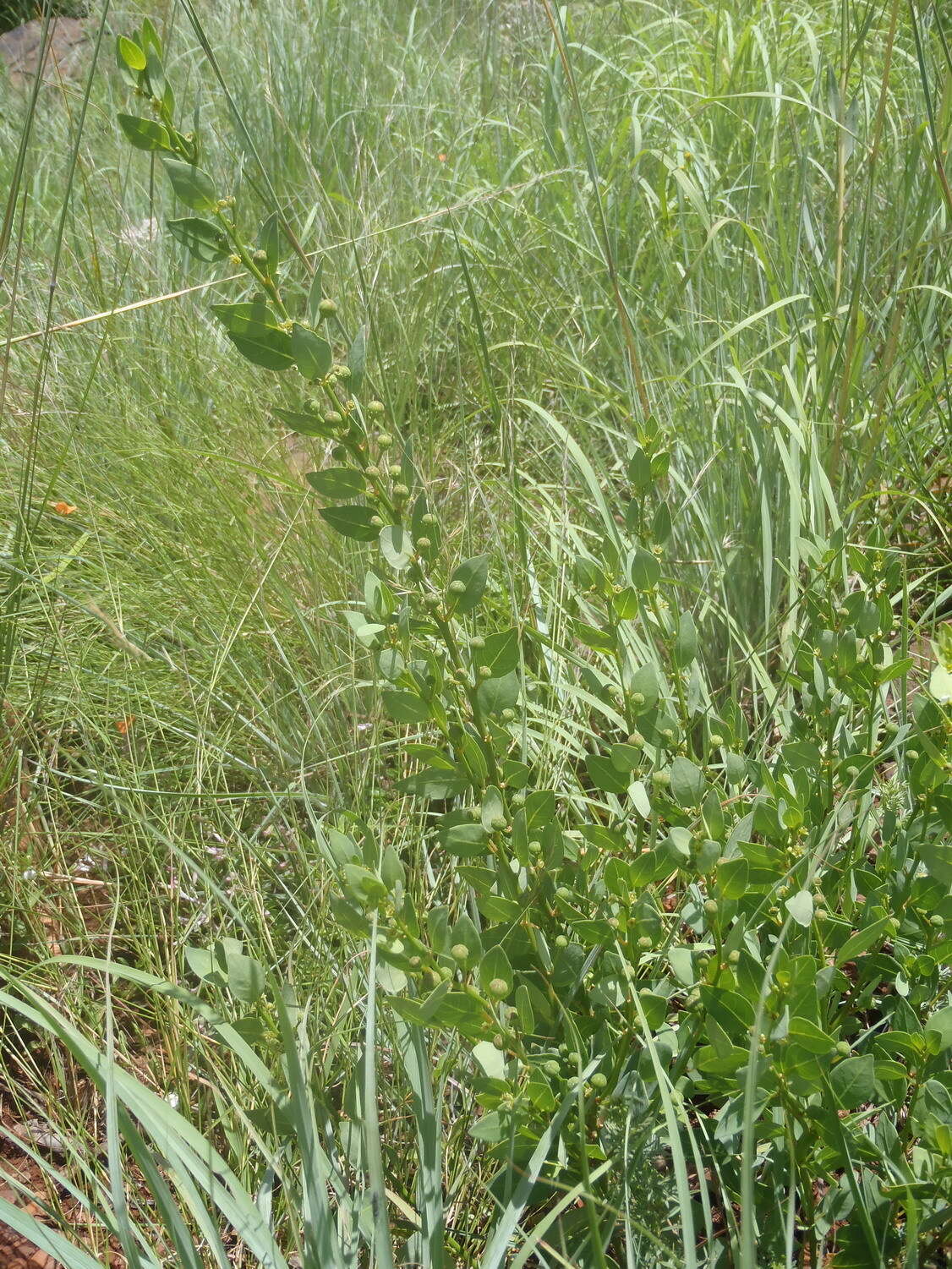 Image of Clutia pulchella var. pulchella