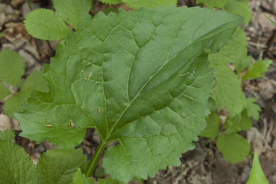 Image of Edible aster