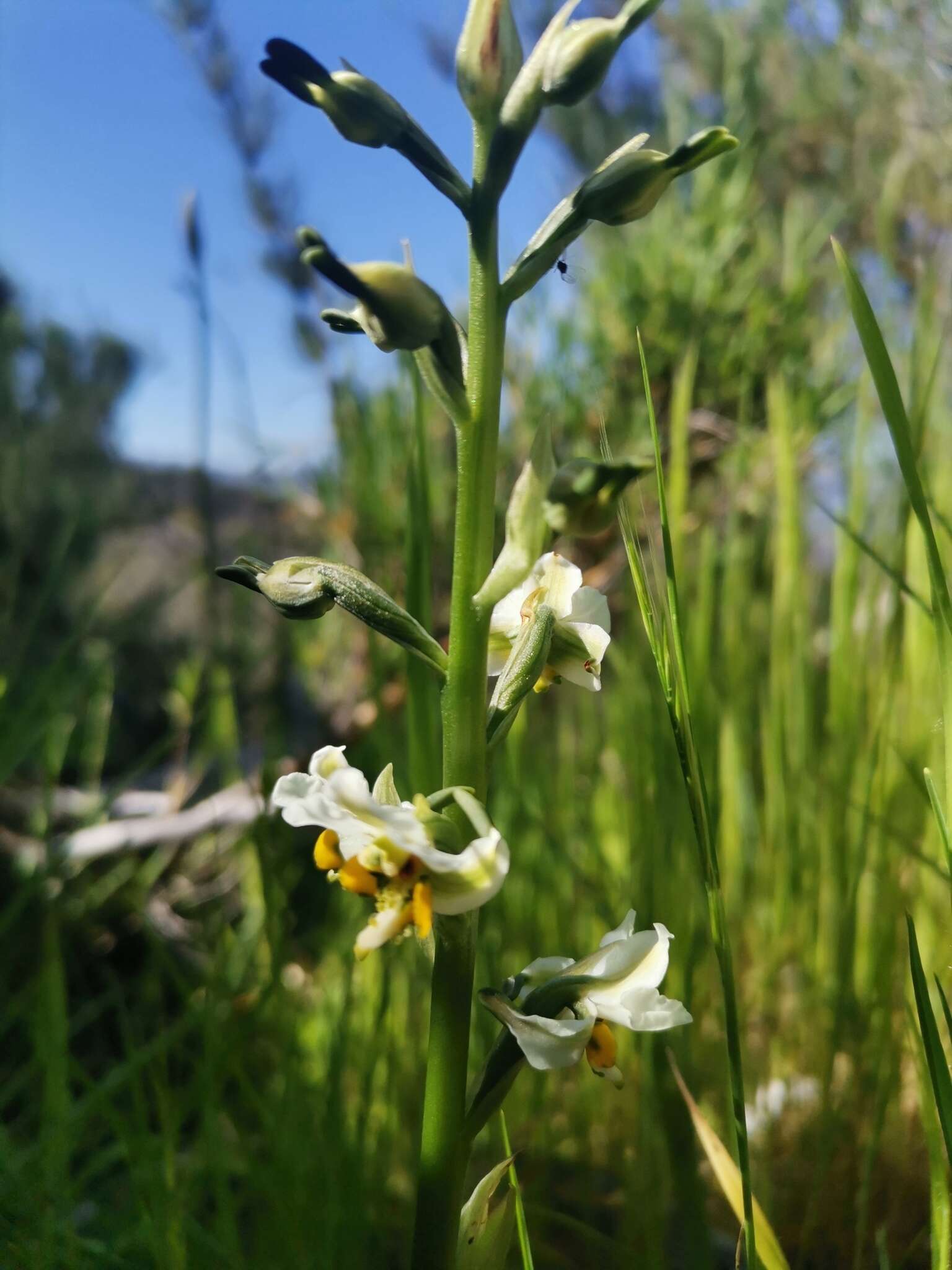 Image of Gavilea platyantha (Rchb. fil.) Ormerod