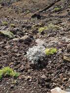 Image of Helichrysum obconicum DC.