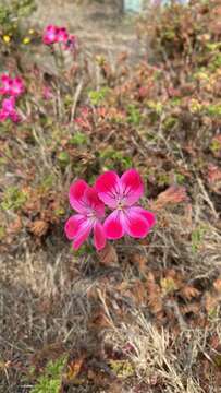 Image of regal pelargonium