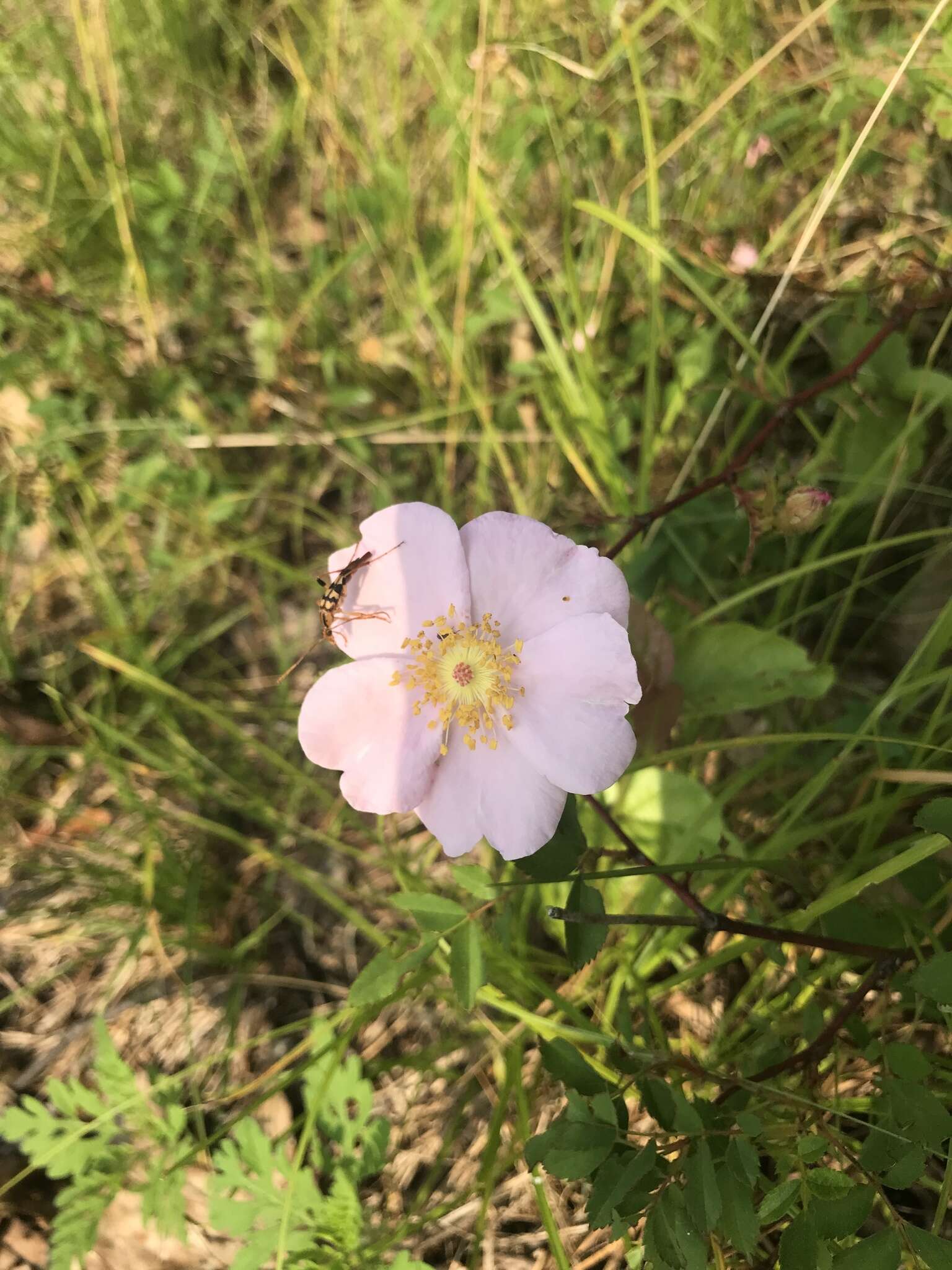 Imagem de Rosa carolina subsp. carolina