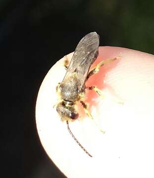 Image of Orange-legged furrow bee