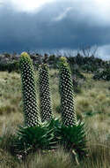 صورة Lobelia gregoriana subsp. gregoriana