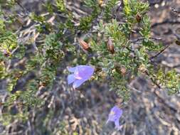 Imagem de Eremophila pustulata S. Moore