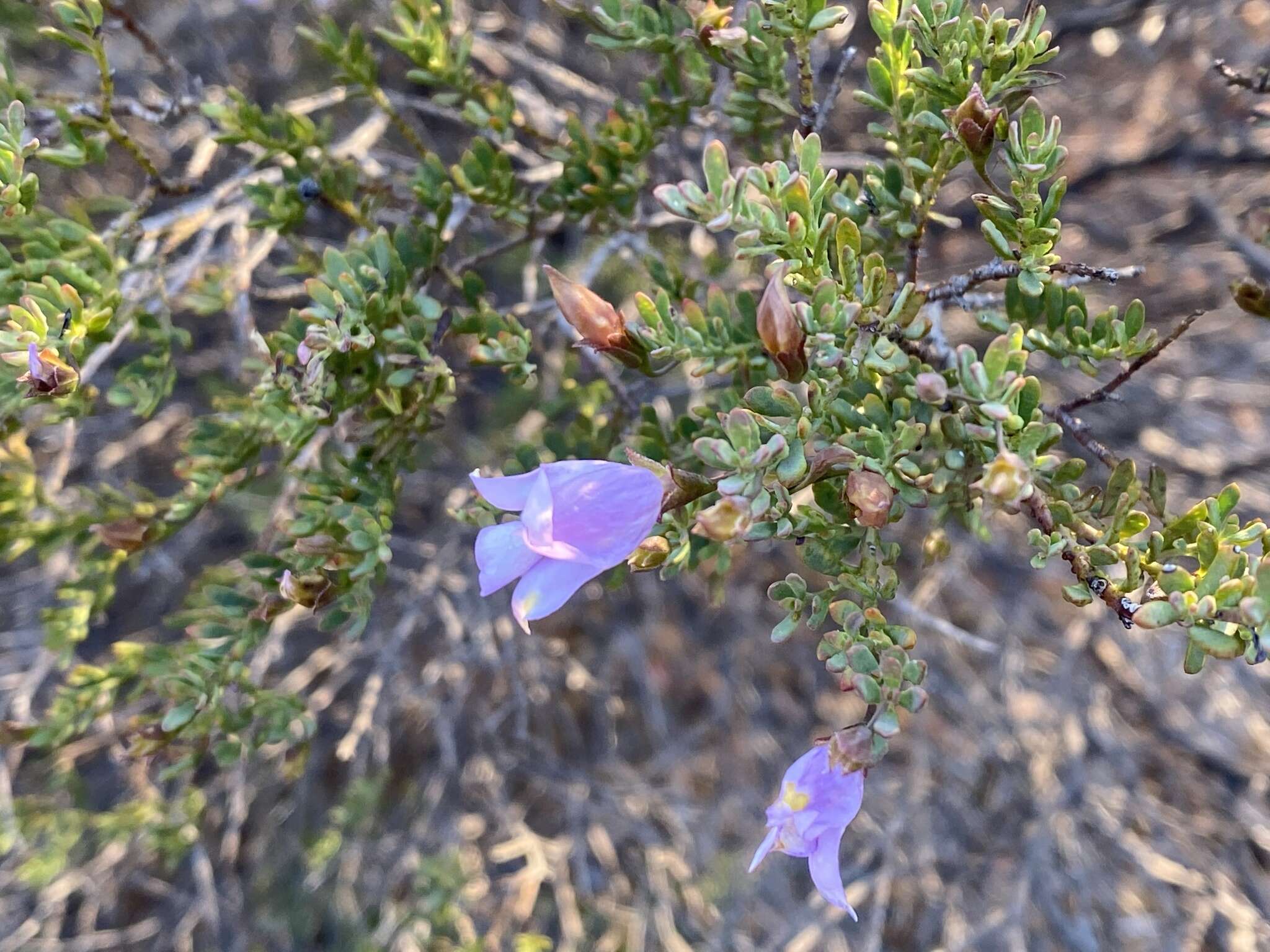 Image of Eremophila pustulata S. Moore