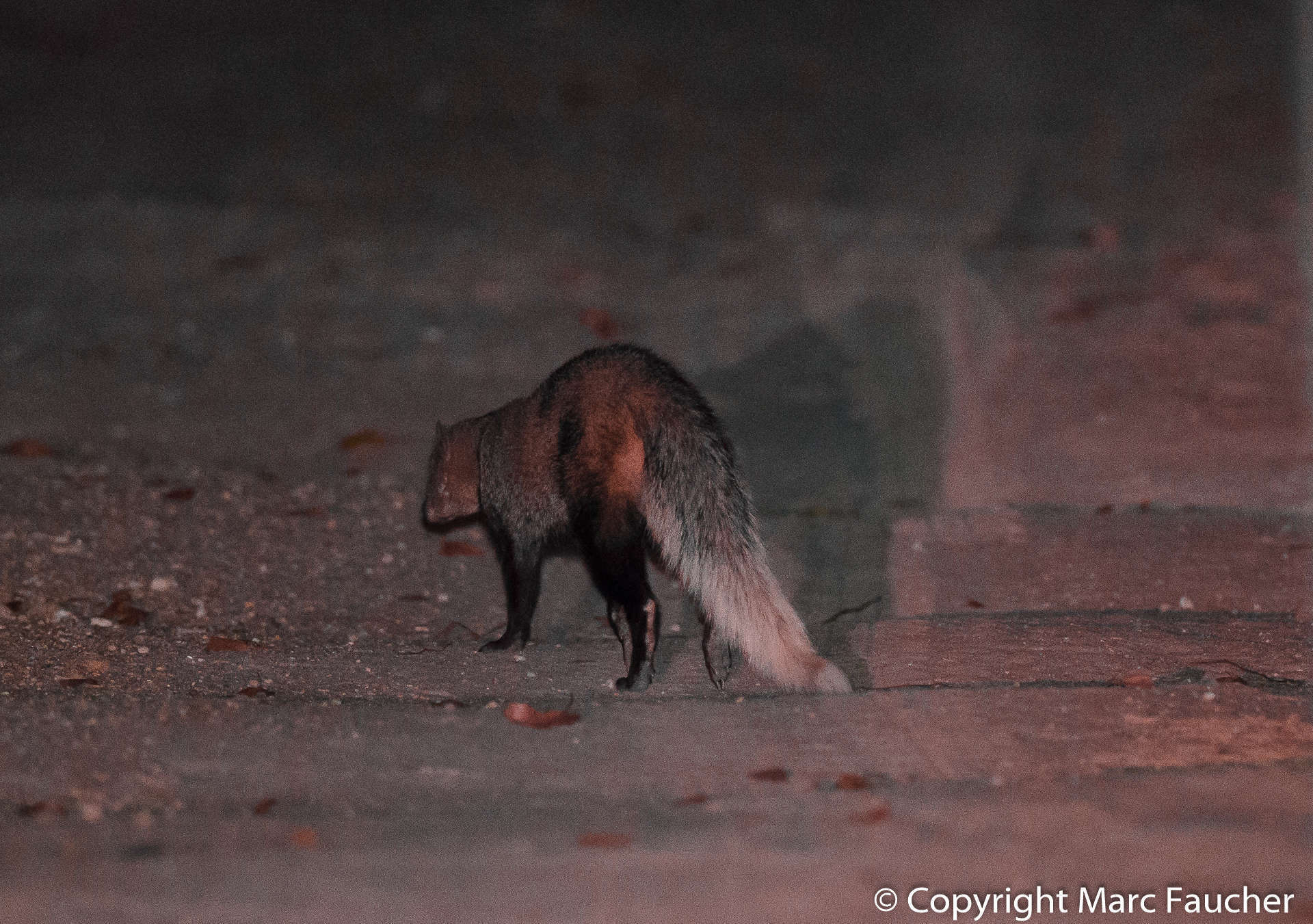 Image of White-tailed Mongoose