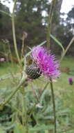 Imagem de Cirsium grahamii A. Gray