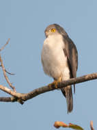 Image of Frances's Goshawk