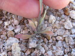 Image of Moapa bladderpod