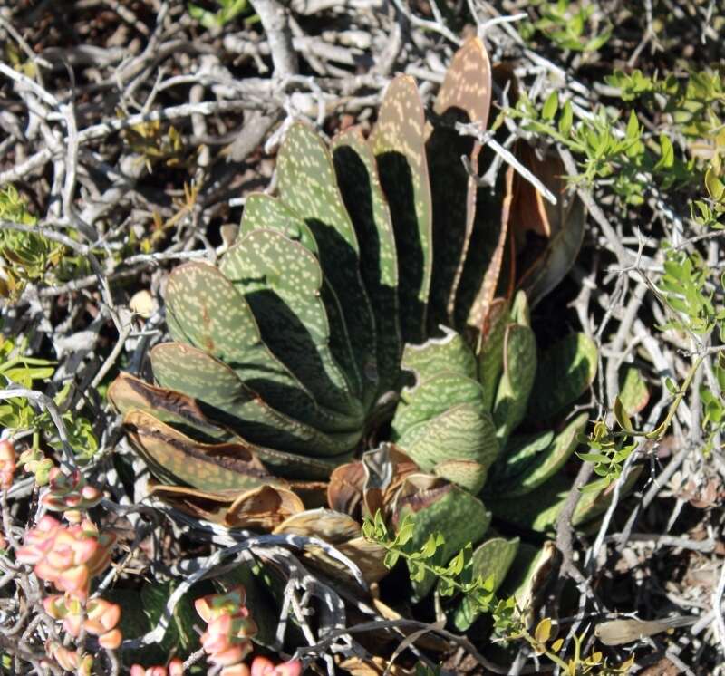 Image of Gasteria disticha var. disticha