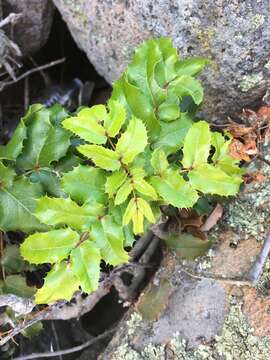 Image of Mahonia