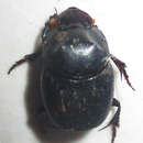 Image of Onthophagus bicavifrons D' Orbigny 1902