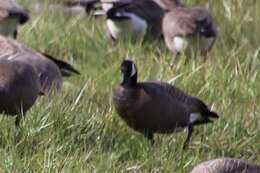 Plancia ëd Branta hutchinsii minima Ridgway 1885