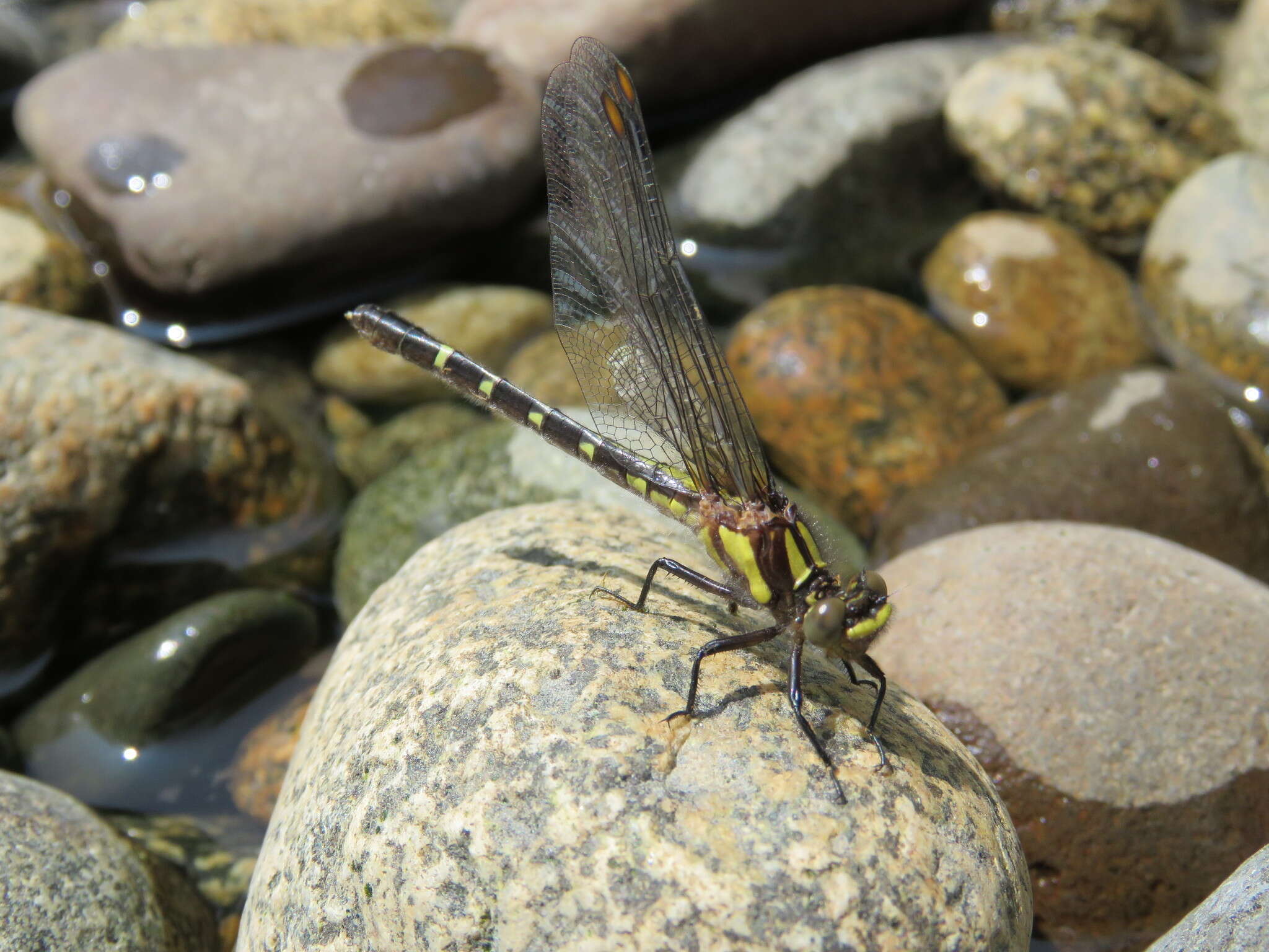 Imagem de Neogomphus edenticulatus Carle & Cook 1984