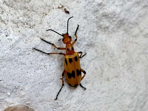 Image of Pyrota fasciata Selander 1963