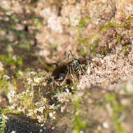 Image of Lasioglossum subviridatum (Cockerell 1938)