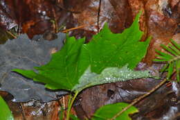 Image of sugar maple