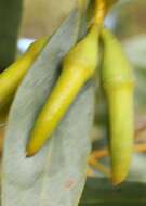 Image of Eucalyptus diminuta Brooker & Hopper