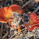Image of Hygrocybe polychroma Bougher & A. M. Young 1997
