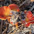 Sivun Hygrocybe polychroma Bougher & A. M. Young 1997 kuva