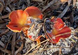 Image of Hygrocybe polychroma Bougher & A. M. Young 1997