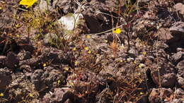 Image de Linanthus filiformis (Parry ex A. Gray) J. M. Porter & L. A. Johnson