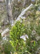 Image of Veronica formosa R. Br.