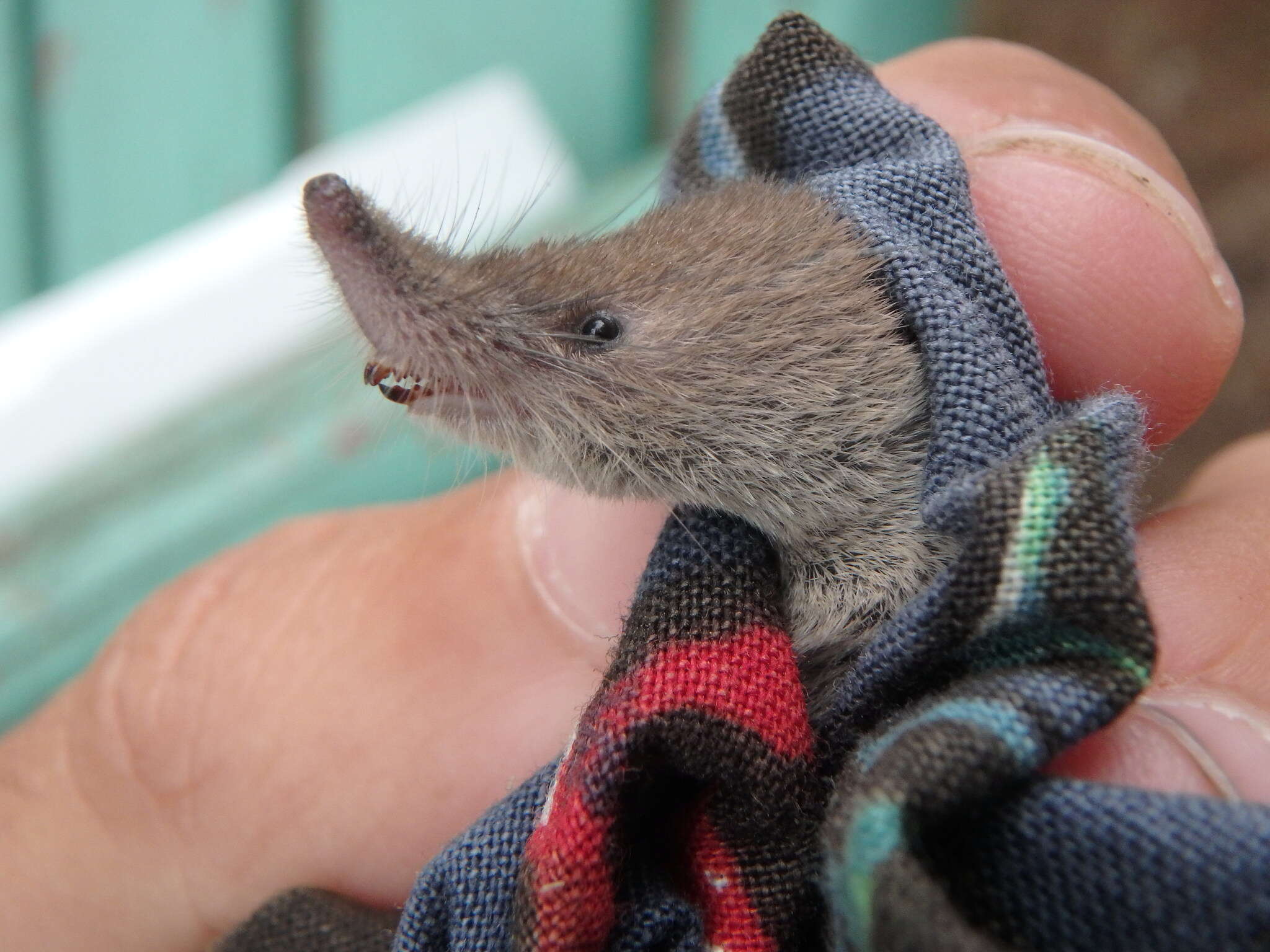 Image of American Pygmy Shrew