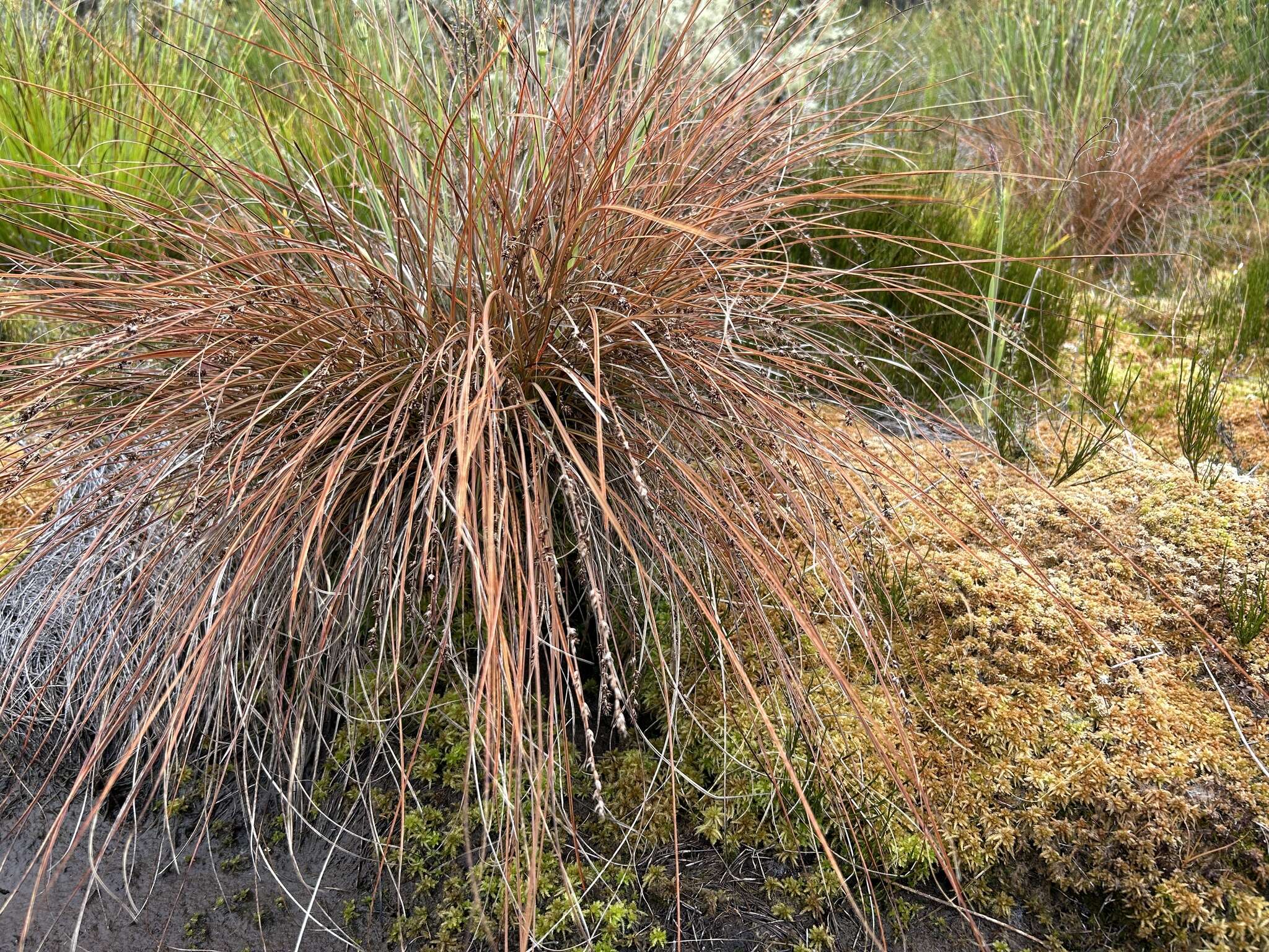 Image of Carex tenuiculmis (Petrie) Heenan & de Lange