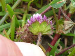 Imagem de Trifolium barbigerum Torr.