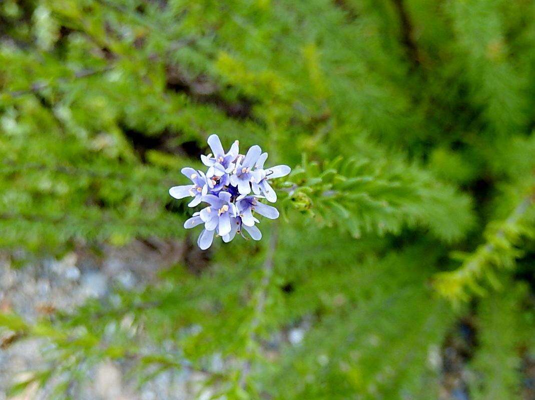 Слика од Selago cinerea L. fil.