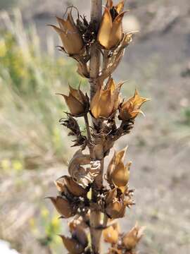 Image of Brandegee's penstemon