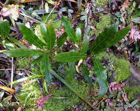 Imagem de Coprosma dodonaeifolia W. R. B. Oliv.