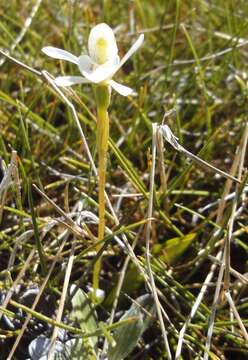 Aporostylis bifolia (Hook. fil.) Rupp & Hatch resmi