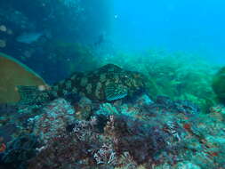 Image of Cockatoo morwong