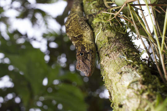 Image of Slender Anole