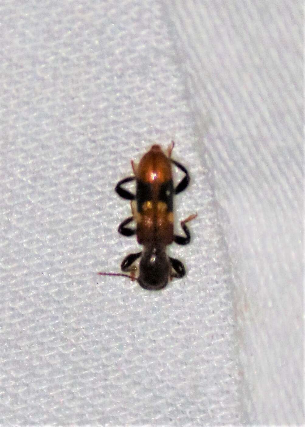 Image of Priocera