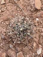 Plancia ëd Pediocactus sileri (Engelm. ex J. M. Coult.) L. D. Benson