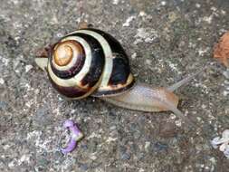 Image of Brown Lipped Snail