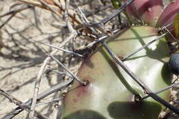 Image of Little Priclly-pear Cactus